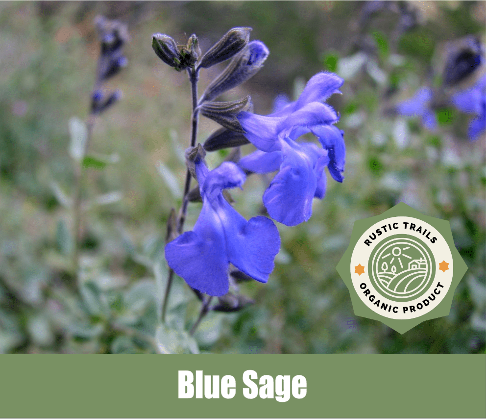 Blue Sage, Salvia azurea